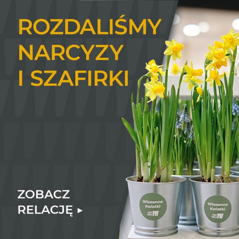 Rozdaliśmy narcyzy i szafirki